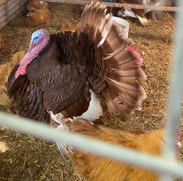 Bourbon red turkeys