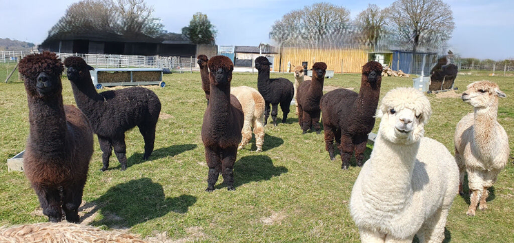 Friendly male alpacas &pound;500 + VAT each
