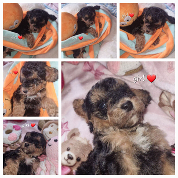 Beautiful cockerpoos only 1 girl available
