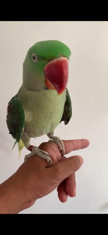 Baby alexandrine