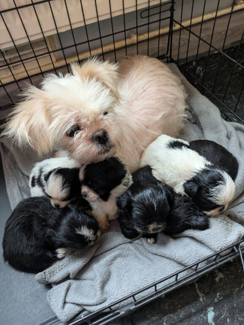 Gorgeous shih tzu puppies