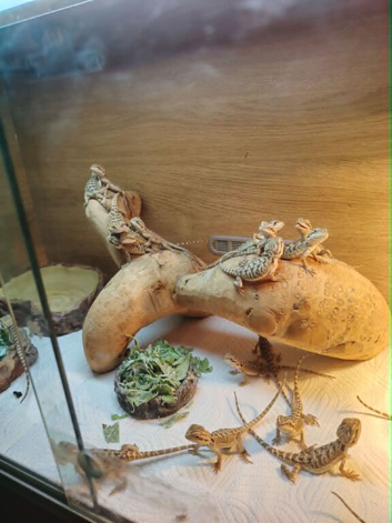 baby bearded dragon