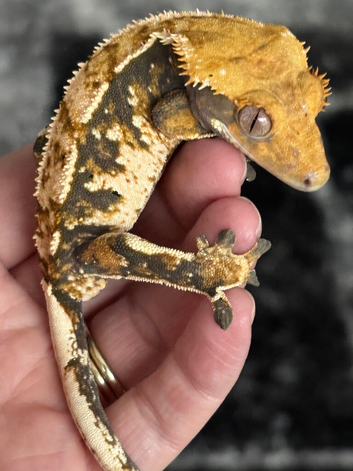 Crested gecko