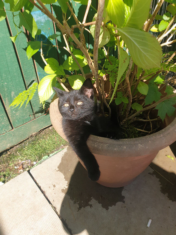 10 week old gorgeous kitten