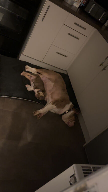Pup for same American bulldog