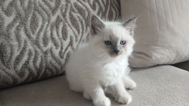 2 mitted ragdoll boys