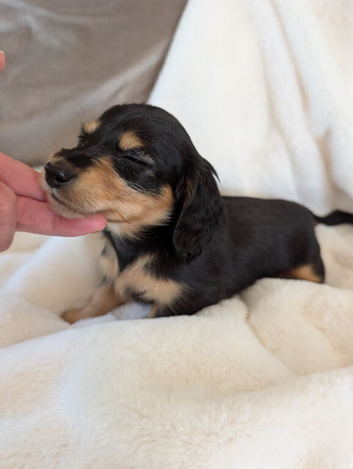 Long haired stunning puppies please read advert
