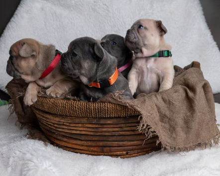 Beautiful French Bulldog Puppies Looking for Their Forever Homes