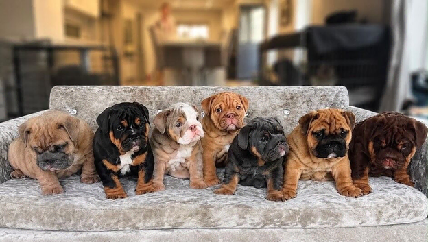 1st class kc registered English bulldog puppies
