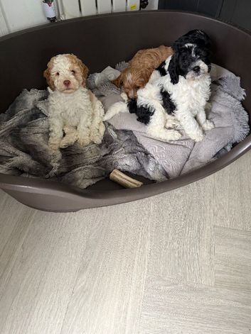 2 gorgeous mini Cockapoos left from a litter of 5