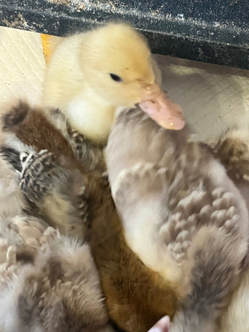 3x week old Aylesbury ducklings