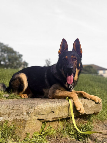 Exceptional Homebred Ex-Police Working Male - Special Placement Required