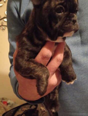Frenchy puppie