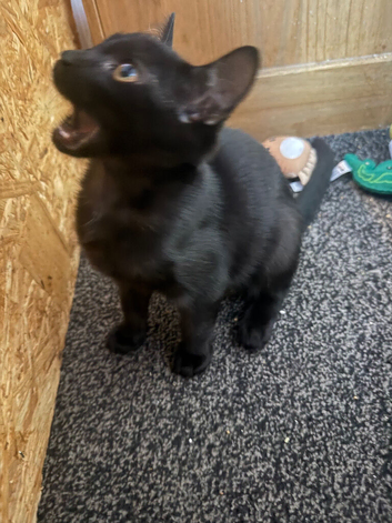 2 cats needing new homes