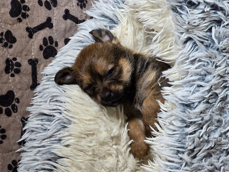 Chiapso puppy