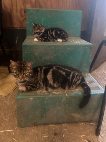 Beautiful kittens for new homes