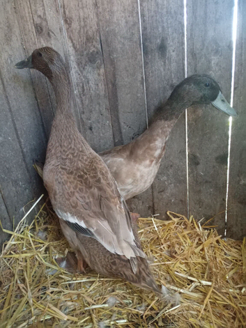 Pair of khaki Campbell ducks