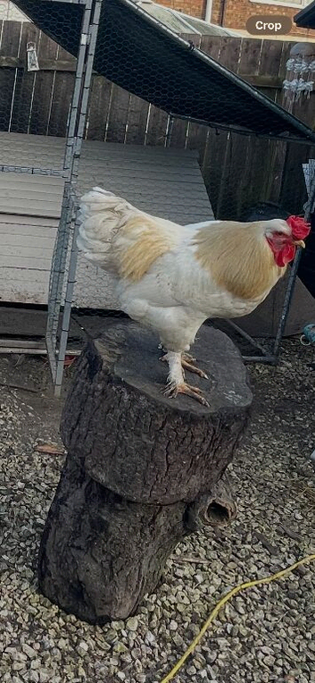 Cockerel for sale