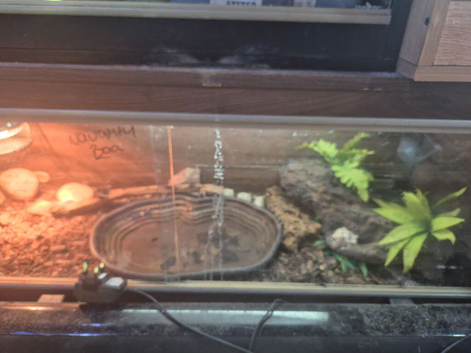 Leopard gecko