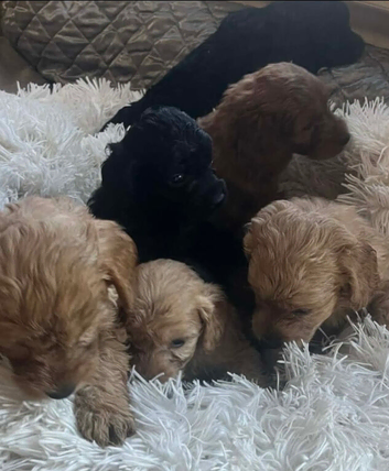 6 Beautiful Very Curly Cockapoos