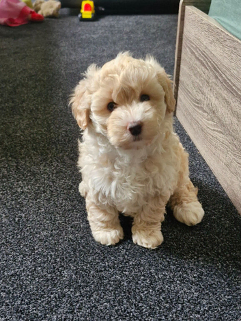 BEAUTIFUL TINY MALTIPOO GIRL
