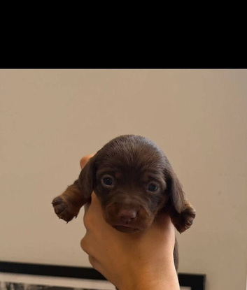 Mini daschunds