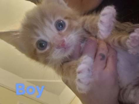 5 kittens for sale!