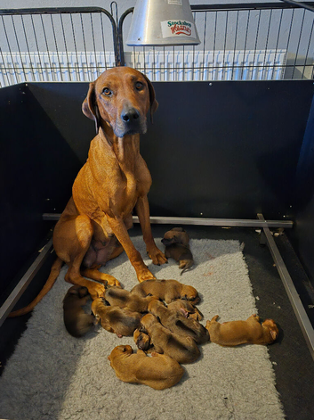Rhodesian Ridgeback Puppies