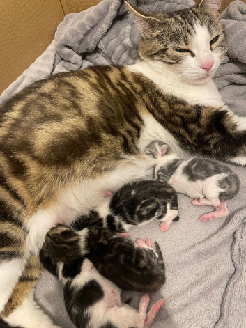 Kitten ready to secure