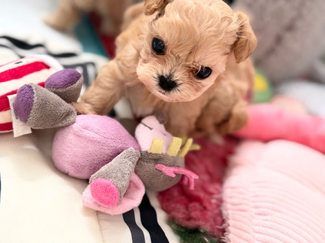 Beautiful xxs Asian Maltipoo