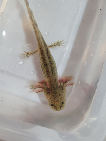 Axolotl jeuveniles
