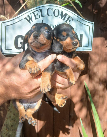 Miniature dachshund