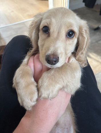 Cream Dachshund