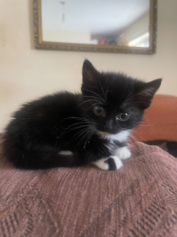 Kittens for sale ready to leave