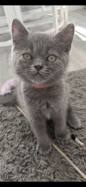 Last gorgeous boy looking for his forever home.
