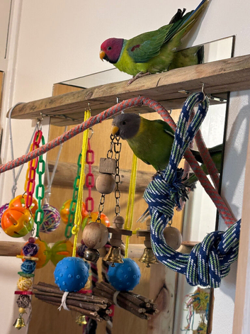 A breeding pair of plum head parakeets