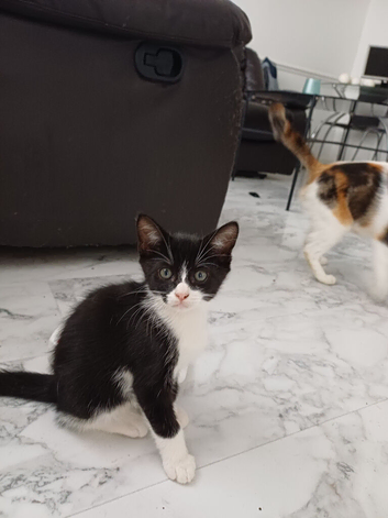 Kittens