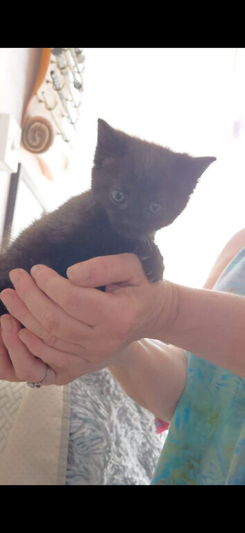 Gorgeous kittens