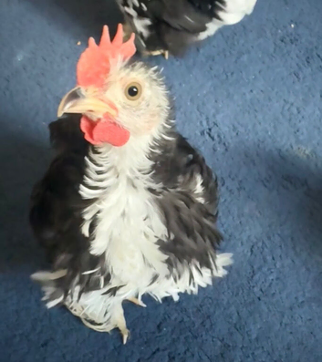 Lovely little frizzle bantam