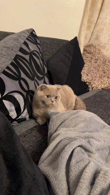 Beautiful 10-Month-Old Lilac British Shorthair