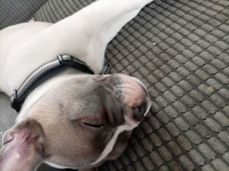 Xl French bulldog x shar pei