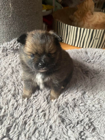 Pomeranian cross puppies