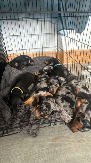 Dachshunds standard