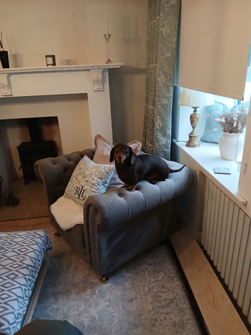 Dachshund must be a good home