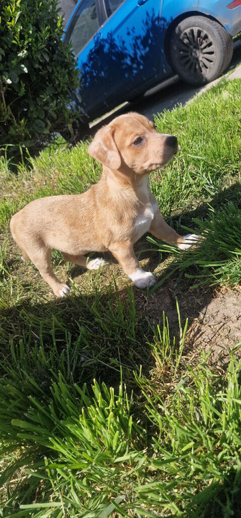 Lurcher puppies