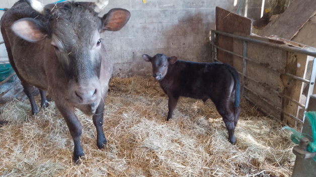 Private Sale Cow and Calf