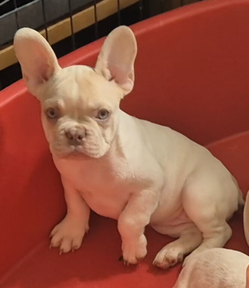 Stunning French Bulldog pups.