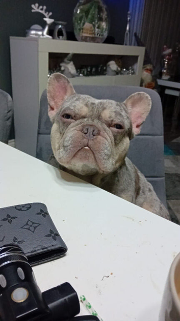 French bulldog for stud