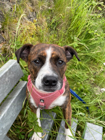3 yr old Staffy x for sale