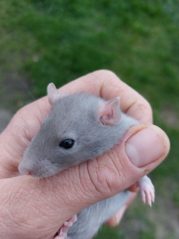 Standard Rats